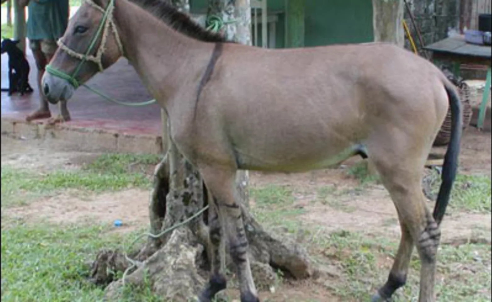 Mule standing by a tree